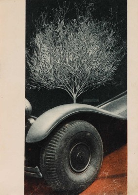 Советские субтропики / Ред. М. Кольцов; худ.-оформ. Эль и Эс Лисицкие. М., 1934.